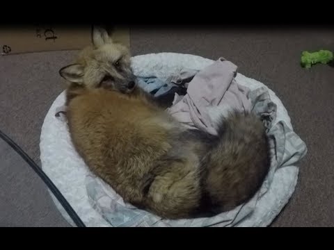 Youtube loki the red fox