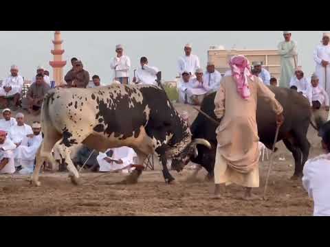 خفاش الشبيبي و دكتور اللكي