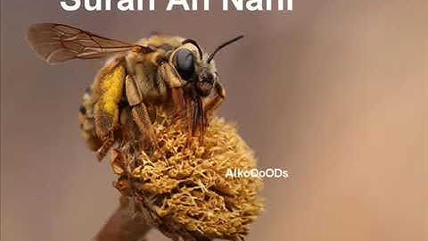 سورة النحل - الشيخ عبدالولي الأركاني