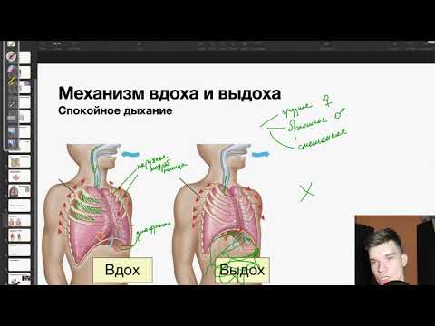 Мышцы вдоха и выдоха | Биология ЕГЭ