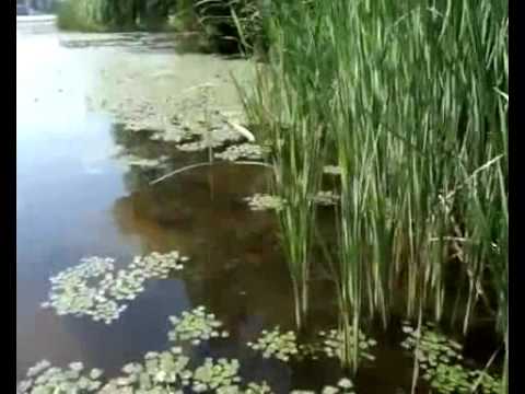 Idioterne/Idioten/The Idiots - Making of documentary Idioterne/Idioten/The Idiots - Making of documentary