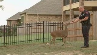 Rescued Deer Returns to Make a Surprise Visit