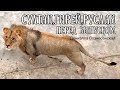 Тайган❤️Игры юного прайда перед ВЫПУСКОМ в саванну.❤️ Safari park Taigan Crimea Russia