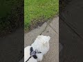 YDM: Walking with Milo on a misting, rainy morning. #short #americaneskimodog #rescuedog