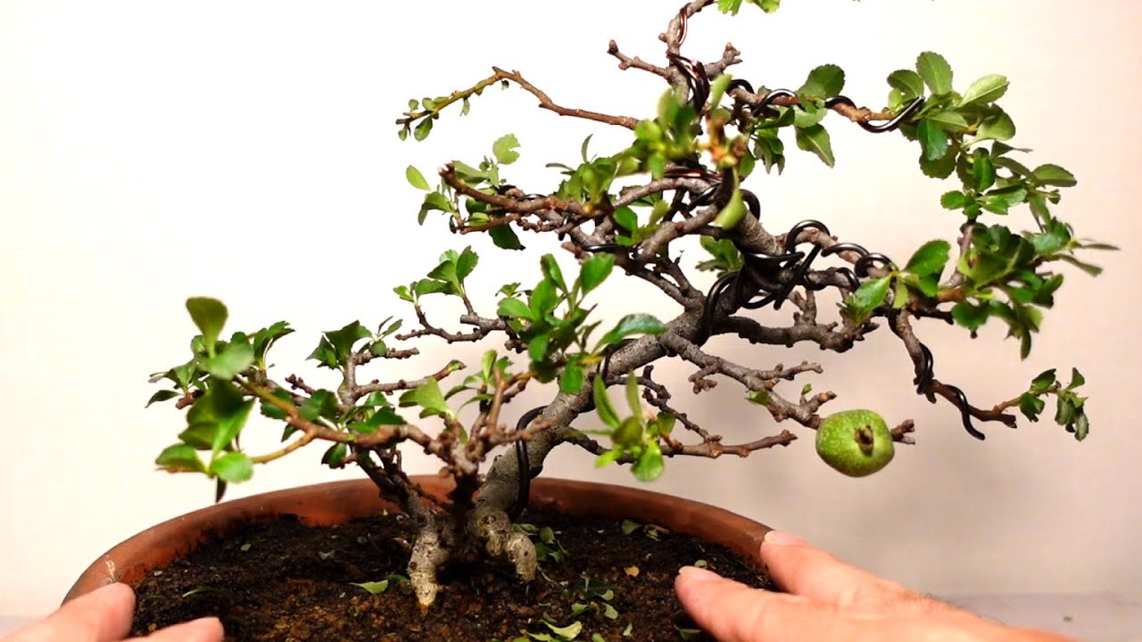 盆栽 針金掛け 長寿梅はハサミでつくるもの。 Japanese Quince. 2021.8