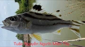 khai cần đầu năm Đinh Mão 2023 ở  lý Nhơn cần giờ khá là mai mắn ( câu cá thiên nhiên) .