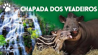 Parc national de Chapada dos Veadeiros - Capybara - Documentaire animalier HD - AMP