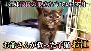 ずっとのお家へ…80歳のお爺さん宅にご飯をもらいに来ていた子猫が巣立ちの日を迎えました。