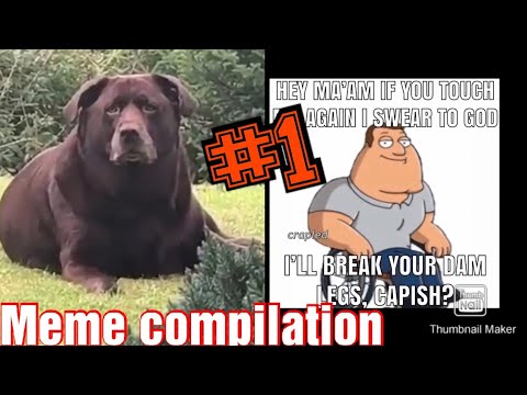 worlds-fattest-dog-(thicc-boi)---instagram-meme-compilation-#1