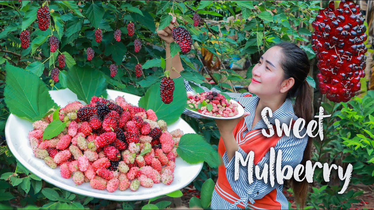 Sweet mulberry collecting in my homeland Mulberry recipe YouTube