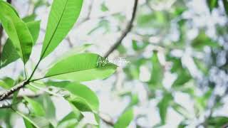 Download Lagu Pernikahan Aisya \u0026 Wahyu MP3