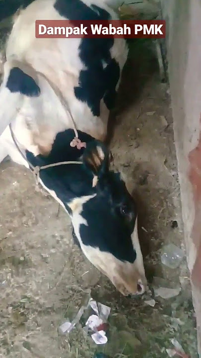Ya Allah Ya Robbi #sedih #storywa #beritaterkini #viral #setiafarm