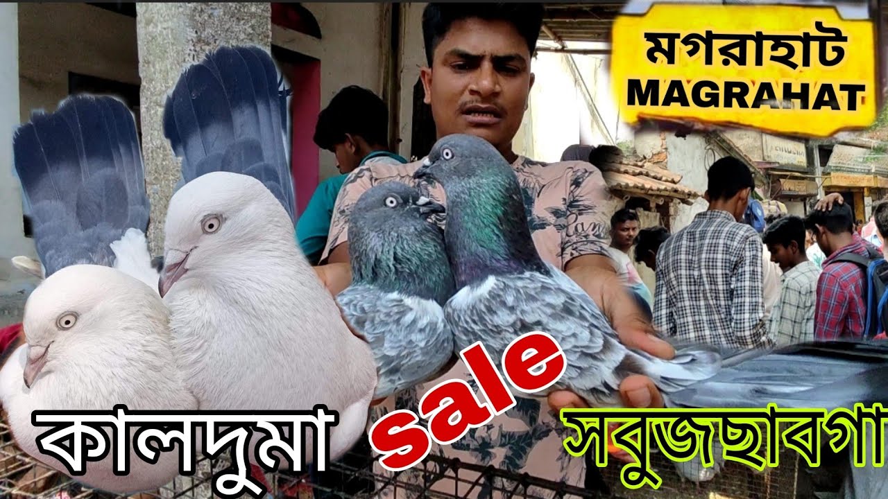 কালদুমা ও সবুজছাবগা পায়রা সেল / In magrahat kabutar market.