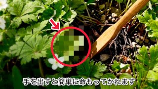 超猛毒だけど、足下にいても全く気付かない超危険なやつ