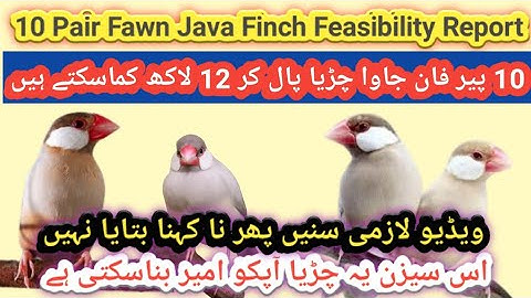10 Pair Fawn Java Feasibility Report || سیزن شروع ہونے سے پہلے فان جاوا رکھ کر  سیزن میں لاکھوں کماؤ