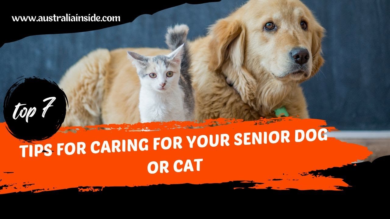 Tips For Caring For Your Senior Dog Or Cat