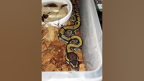 Het Tri Stripe Ball pythons ! #tristripeballpython