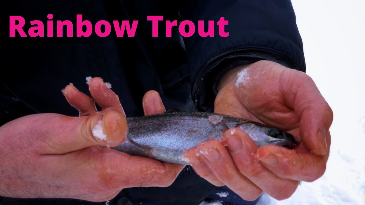 ICE FISHING for RAINBOW TROUT Sudbury Ontario YouTube