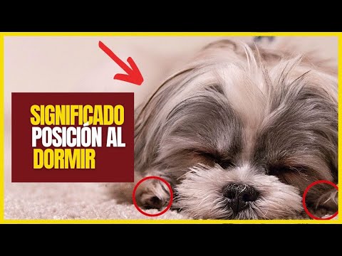 Video: Nukkuvatko koirat syvään uneen?