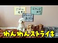 わんこの3つの要求！！
