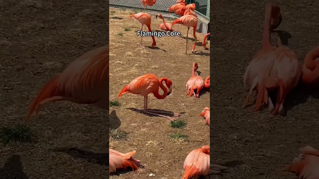 Flamingo Core 