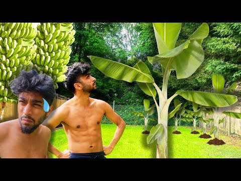 Let's Plant A Banana Tree !