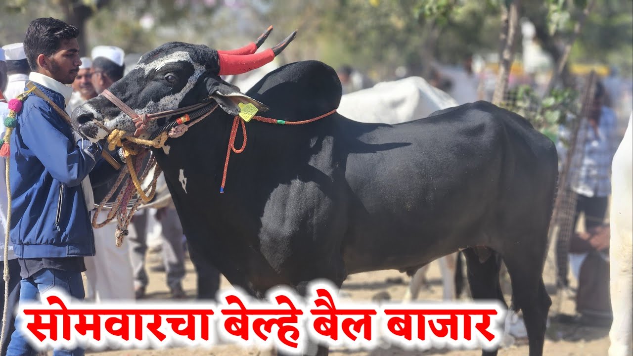 सोमवारचा बेल्हे बैल बाजार ,,दि-‌24/02/2025…Belhe Bail Bajar..Bail Bazar ...
