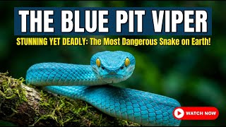 THE BLUE PIT VIPER: The Most Stunning Yet Deadly Snake on Earth THE BLUE PIT VIPER: The Most Stunning Yet Deadly Snake on Earth