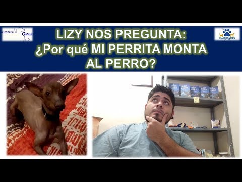 Video: ¿Qué significa cuando mi perra muestra su trasero a mi perro macho?