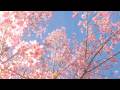A Beautiful Pink Day Wish