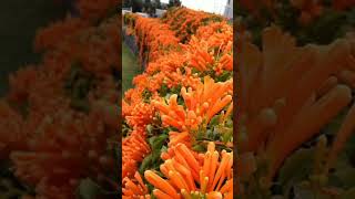 Trumpet vine best vine to cover a fence to make natural privacy screen