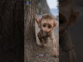 The Monkey’s Mercy #shorts #shortvideo
