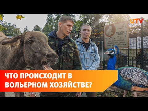 Хищные животные в
