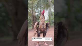 கடைசியா ஒரு ஆட்டம்..🔥💥⚔️☠️ #aseelmurga #kanni #rooster #huntingdog #assel #chippiparai