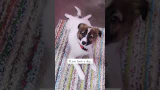 Experience the joy of owning dog with these heartwarming moment #shorts #dog #doggu #puppy #trending