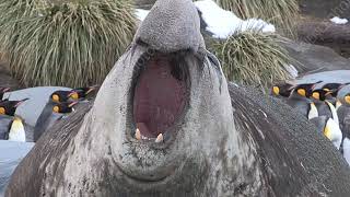 Pontolis Vs Saurosuchus