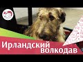 Ирландский волкодав на ilikepet. Особенности породы, уход