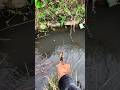 #Fishing #mancing #foryou #RiverFishing #Microfishing #OutdoorLife #catchandrelease #bangfaizwoi