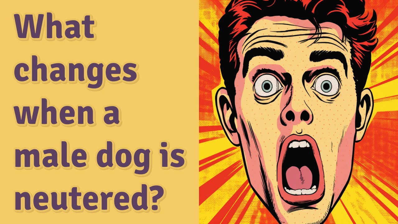 What changes when a male dog is neutered? YouTube
