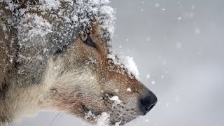 Wolf: The Silent Ruler of the Wild | Secrets of the Wild Revealed