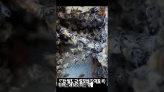꿀벌의 눈물나는 능지처참 썰! #shorts