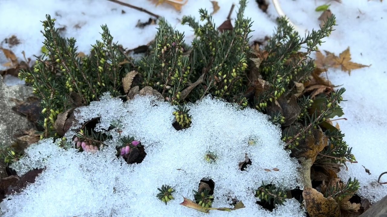 Decemberi fagyos kertmustra