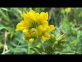 Люцерна жовта або серповидна. Medicago falcata L.