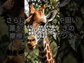 キリンの舌はなぜ黒い？　　#キリン #動物雑学 #黒い舌 #メラニン #紫外線対策 #生態の秘密 #どうぶつ好き #ショート動画