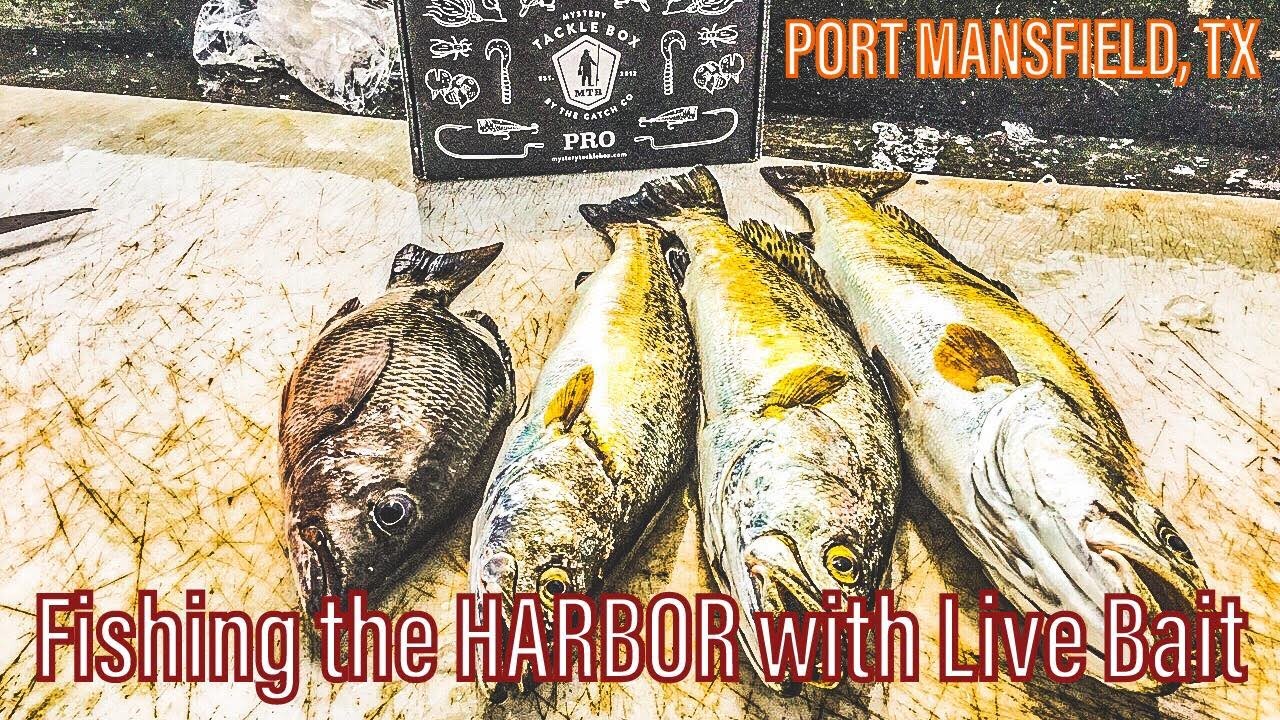 Fishing the HARBOR with Live Bait