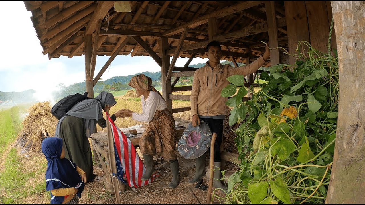 Suasana Panen Padi di Kampung yang Indah Dirindukan Banyak Orang