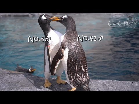 旭山動物園 ジェンツーペンギン3番が突き落とした - YouTube