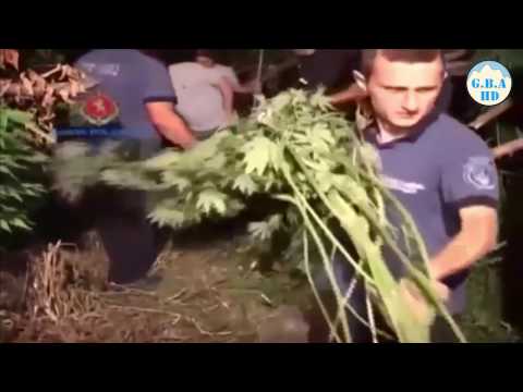 ლაგოდეხში \"5 ტონა მარიხუანა\" პოლიციამ დაწვა