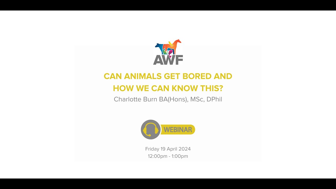 AWF student talk: can animals get bored and how we can know this?