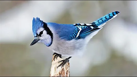 10 Most Beautiful Jay Birds in the World